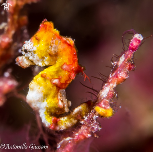 A Pygmy Seahorse