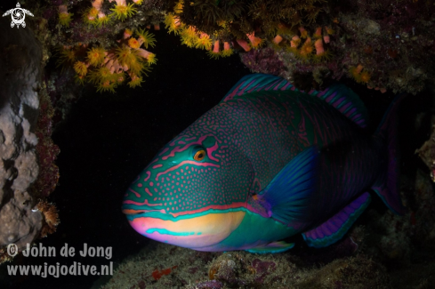 A Parrot fisch during a nightdive