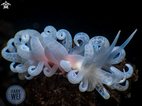 A Phillodesmium iriomotense | Nudibranch