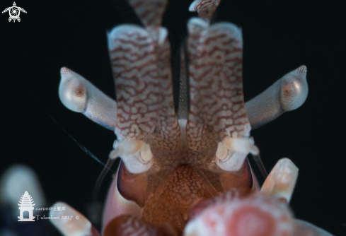 A Harlequin Shrimp