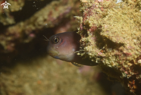 A Blenny