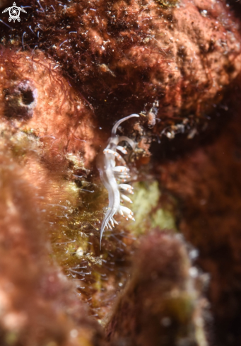 A Nudibranch