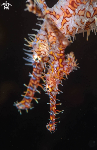 A Ghost pipefish