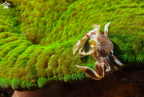 A Porcelain Anemone Crab