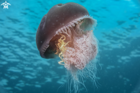 A Jellyfish