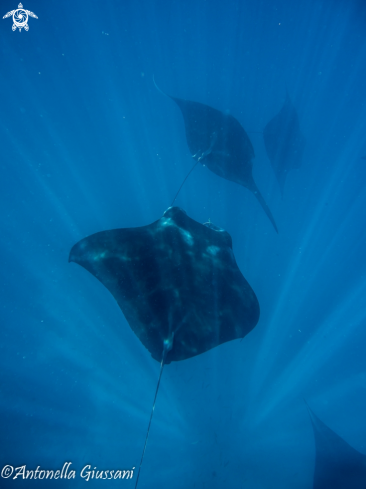 A Manta Ray | Manta Ray