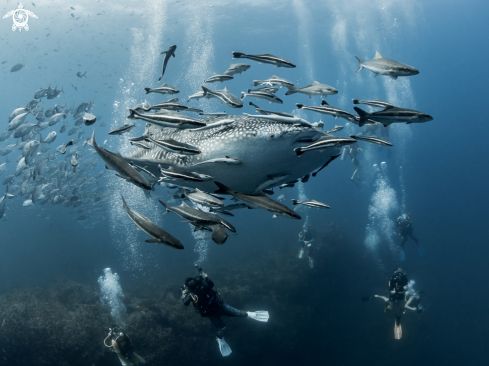 A Whale Shark