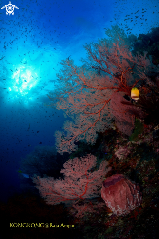 A SEA FAN