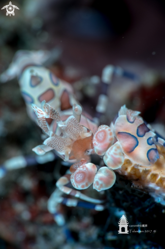 A Harlequin Shrimp