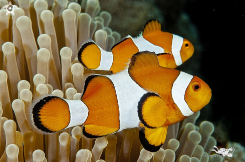 A Pez payaso  Clown fish