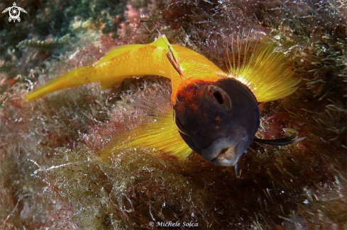 A Tripterygion delaisi (male in wedding livery) | Peperoncino giallo (maschio in livrea nuziale)