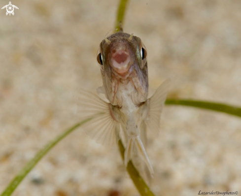 A Siganus luridus | Dusky Spinefoot