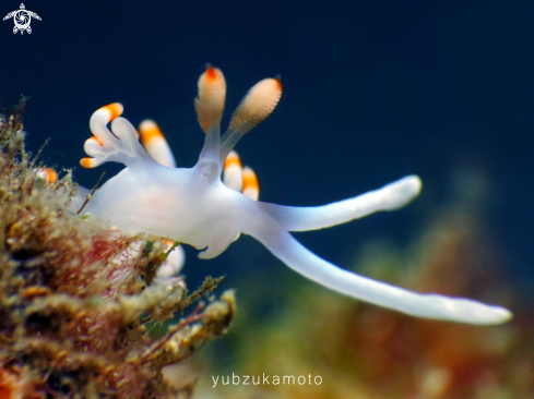 A Flabellina Bicolor