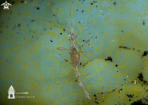 A Skeleton Shrimp