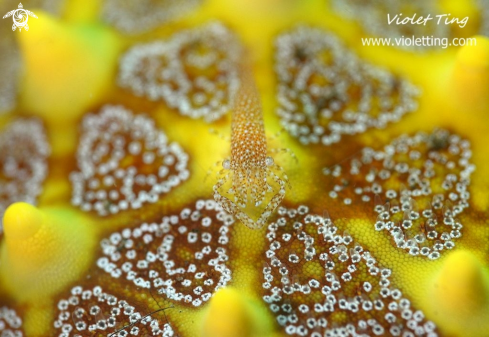 A Shrimp on Seastar 