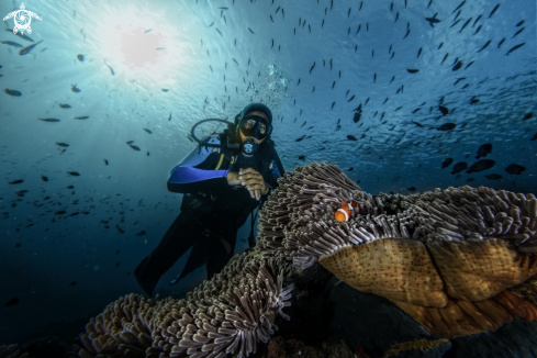 A anemone , clownfish & Wayan John Tulamben  | Wayan