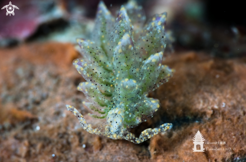 A Cyerce sp | Nudibranch