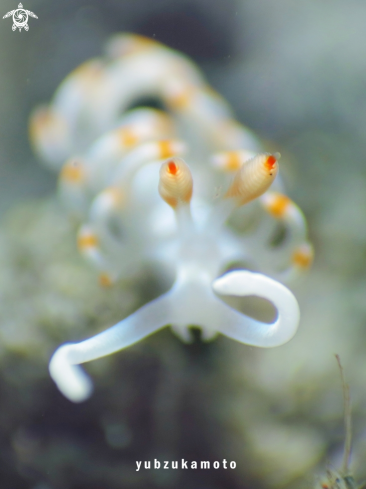 A Flabellina Bicolor