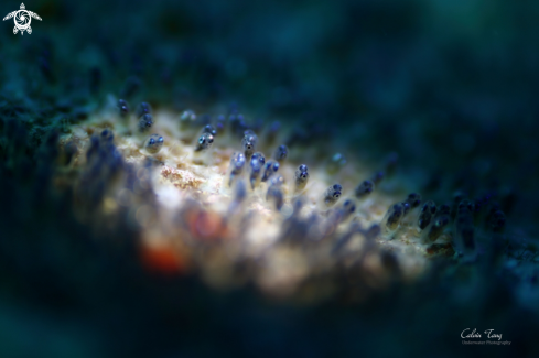 A Clownfish eggs