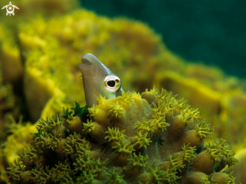 A underwater creature