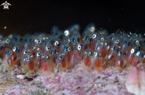 A Anemone fish eggs