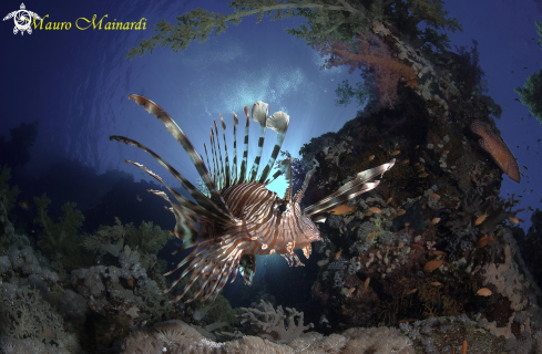 A Lionfish