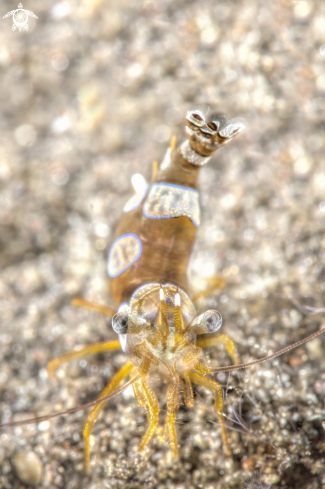 A Thor amboinensis | sex dancer