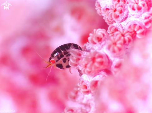 A Cyproidea sp. | Ladybug Amphipods