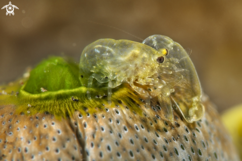 A  several shrimps that live in Ascidians/Tunicates.  | shrimp 