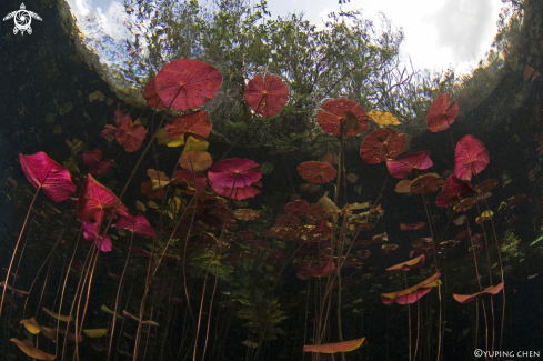 A Cenote Car Wash