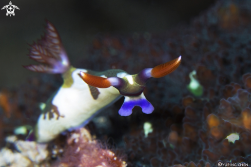 A Dorid Nudibranchs