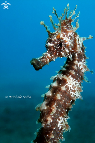 A Hippocampus guttulatus | Seahorse