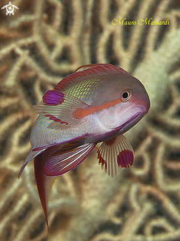 A Anthias male