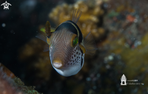 A Pufferfish