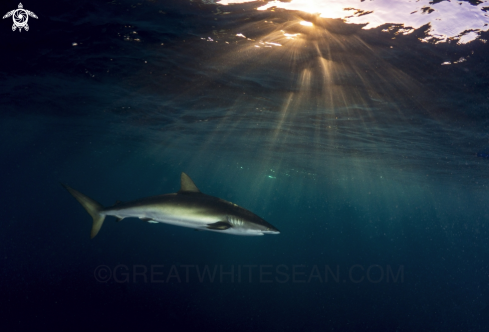 A Carcharhinus falciformis | Silky Shark