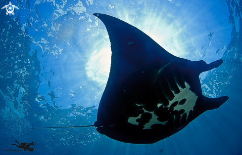 A Manta birostris | Manta ray