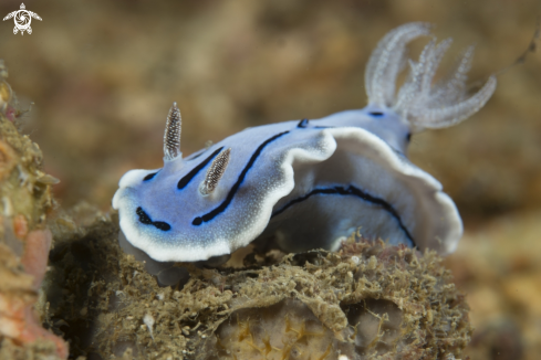 A Nudibranch