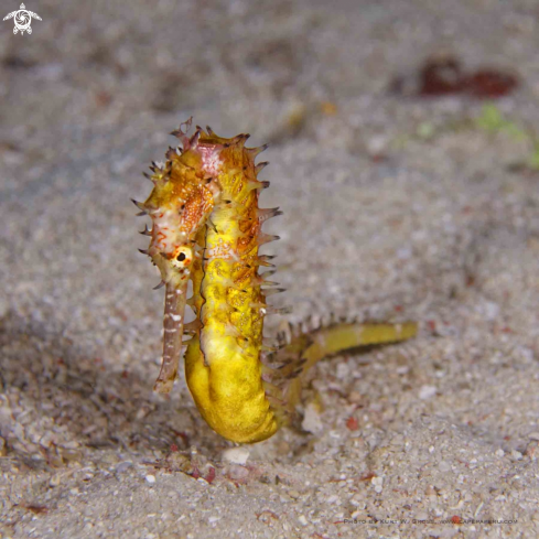 A Seahorse