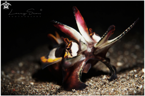 A Flamboyant Cuttlefish