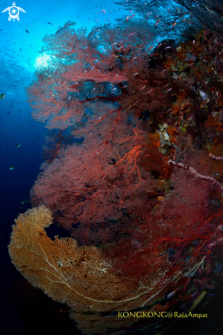 A Gorgonian