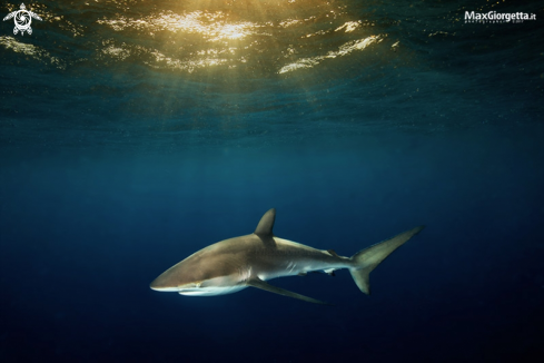 A Silk shark