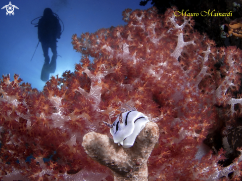 A Nudi, diver and softcoral