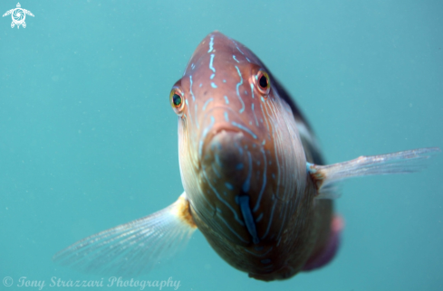 A Ophthalmolepis lineolata | Maori wrasse