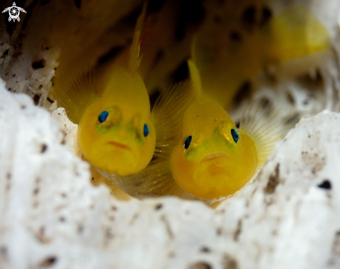 A Yellow Goby