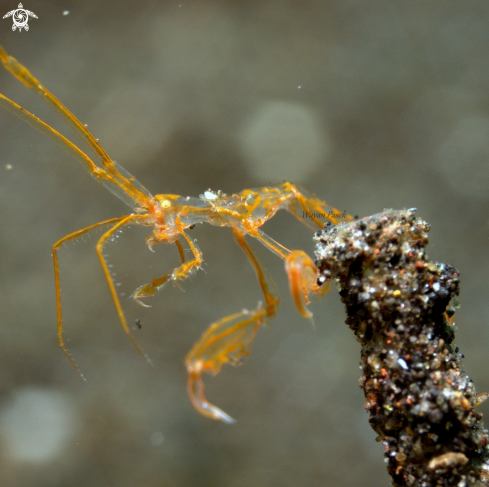 A Skeleton Shrimp