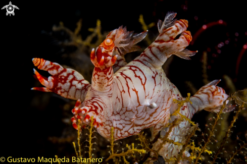 A ¿ Bornellidae ? | Nudi