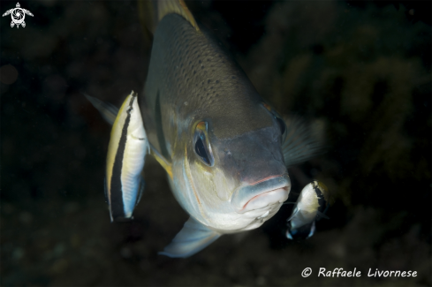 A Wrasse