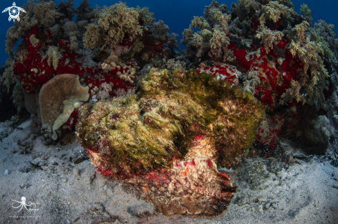 A Synanceia verrucosa | Stone fish