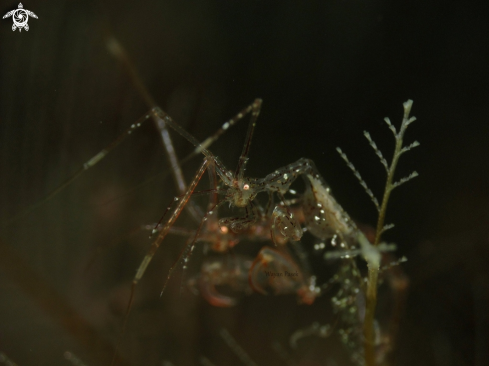 A Caprella sp | Caprella sp 