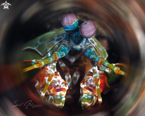 A mantis shrimp